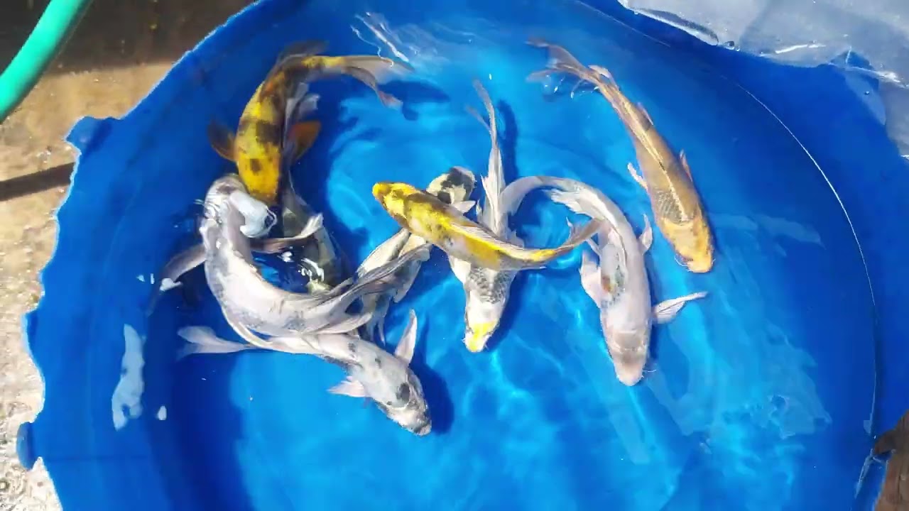 #koislayer#kielaquarium#koikotakupang#koicantik #koifish #koiindonesia #koikupang