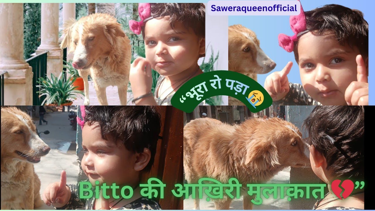 दरवाज़े पर बैठा रोता रहा भूरा 😭 Bitto को नहीं पता था ये आख़िरी मुलाक़ात है 💔 saweraqueenofficial 