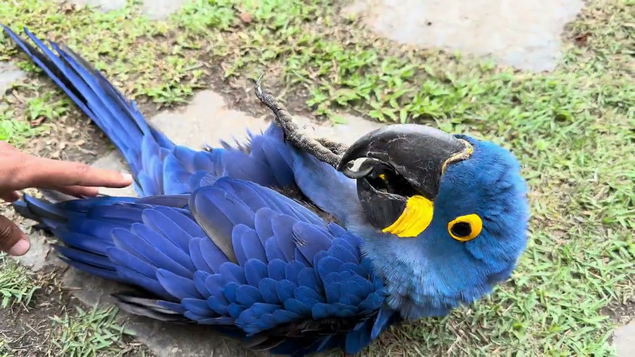 O Papagaio mais ENGRAÇADO do Rio / Parrots bird  “Boa Tarde “ 