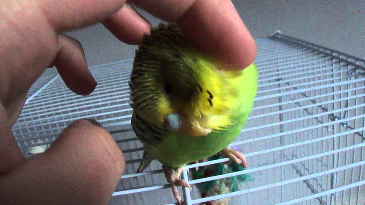 giving my budgie a head scratch