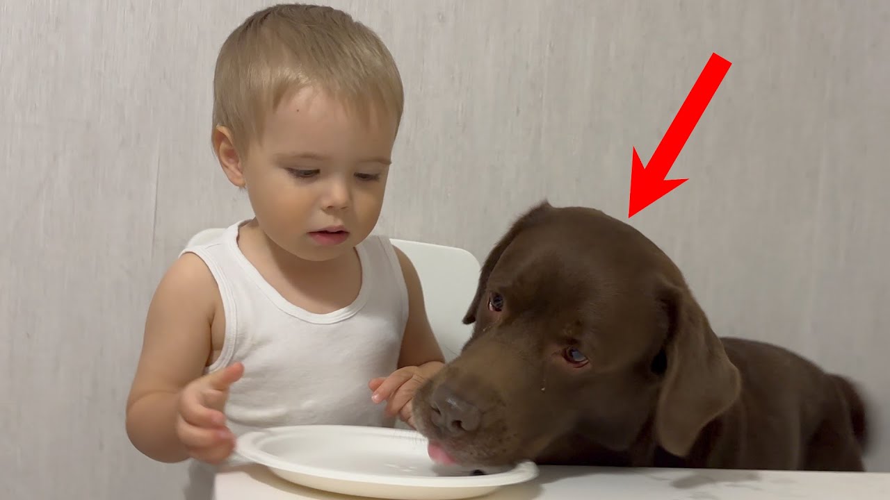 Baby’s Reaction When Dog Steals His Food!
