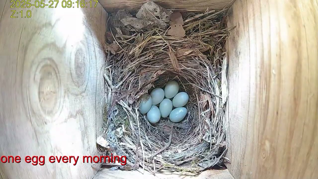 European pied flycatcher nesting : Result 7/7