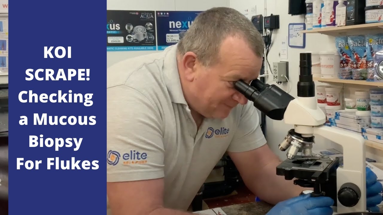 KOI SCRAPE | Checking a Mucous Biopsy For Flukes Under a Microscope | Elite Koi