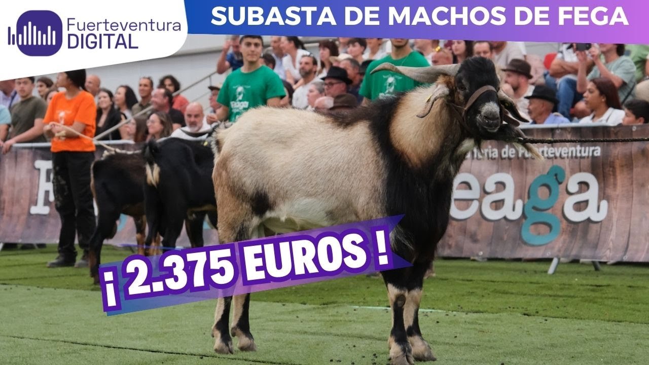 #FEAGA | Subasta de Sementales ¿Quién da más?