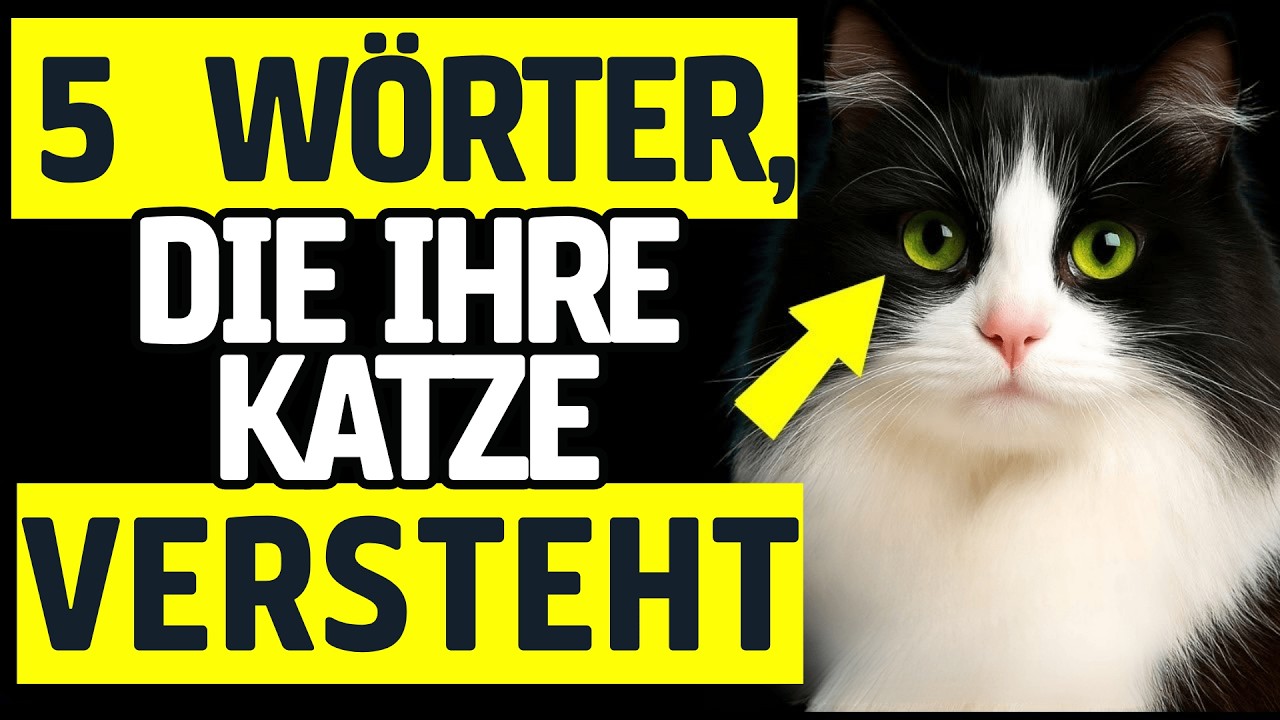 5 WÖRTER, DIE IHRE KATZE VERSTEHT