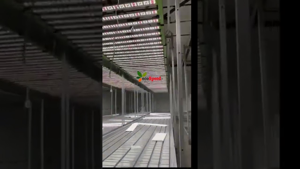 800w grow lights under ecospeedled. 21 rooms .wish we great harvest