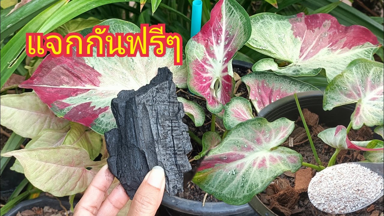 แจกกันฟรีๆ!! บอนสีชายชนแตกหน่อเร็วมาก สีสวยได้ใจ ไร้แมลงรบกวนจบเลยในสูตรเดียว สาคู Channel