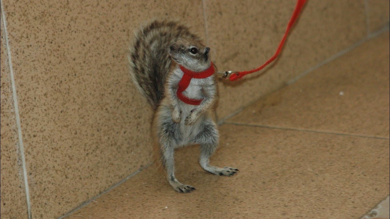 السنجاب المغربي بعد ترويضه