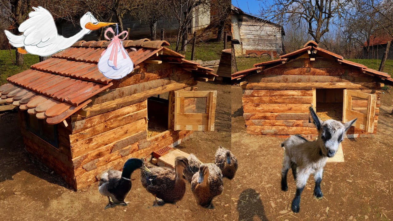 Zavrsetak kuce za patke+stigle su NOVE prinove