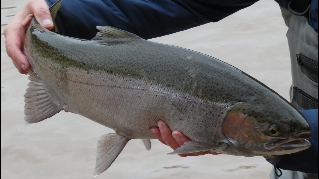 Steelhead Fishing Manistee River Near Tippy Dam in Nov