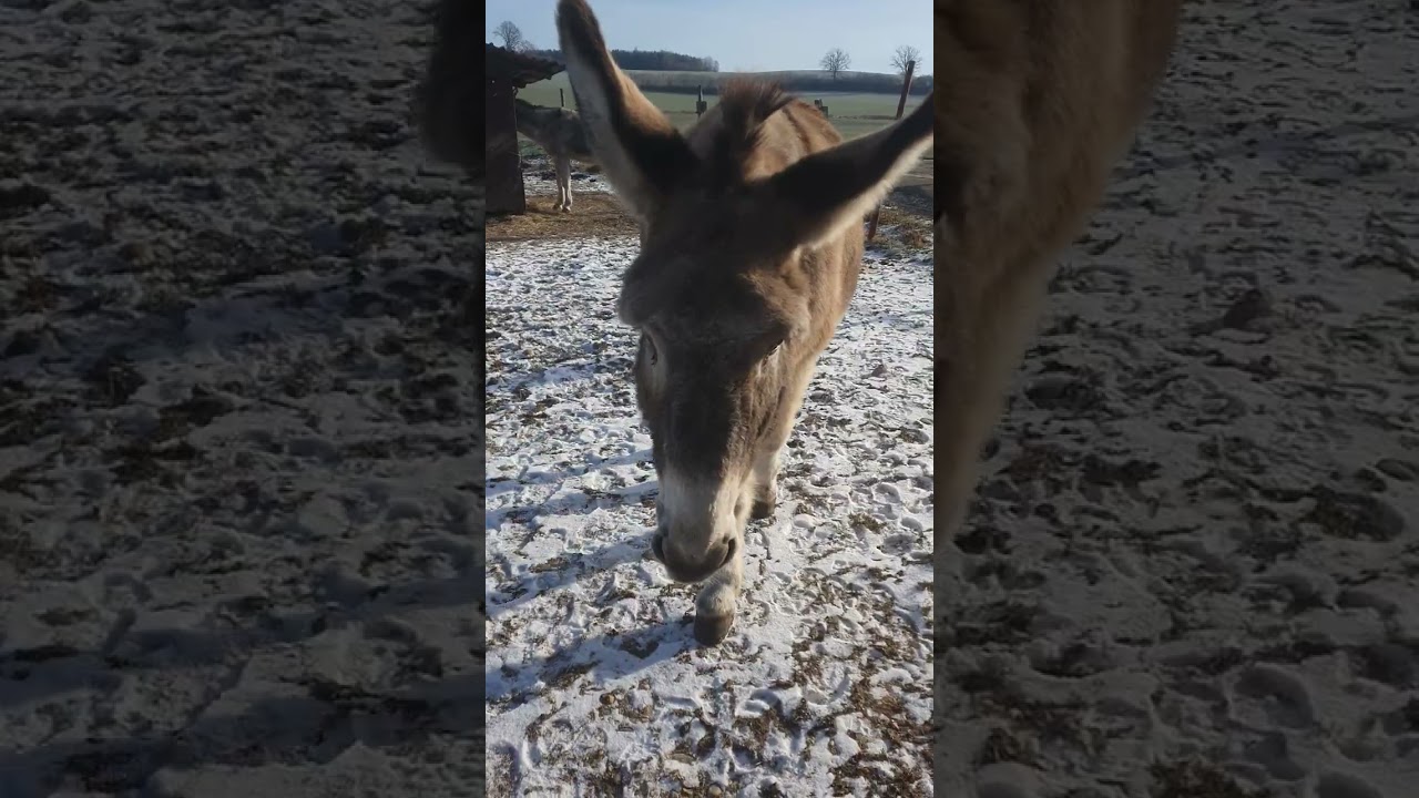 Oberschwabenkrimi - 1.1.2026 Rundgang durch den LAG Ponystall OHNE Curlyponys