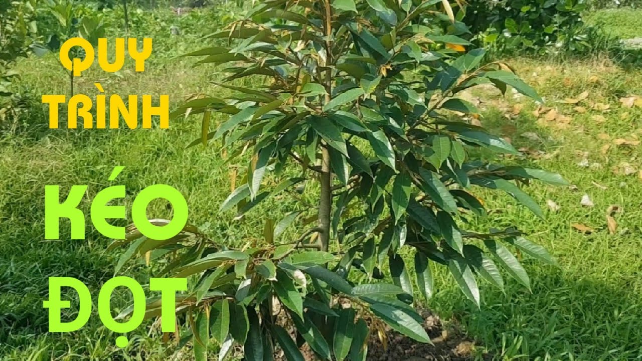 QUY TRÌNH KÉO ĐỌT SẦU RIÊNG, ĐỂ CÓ CƠI ĐỌT ĐẸP, MẬP@SAURIENGMIENTAY