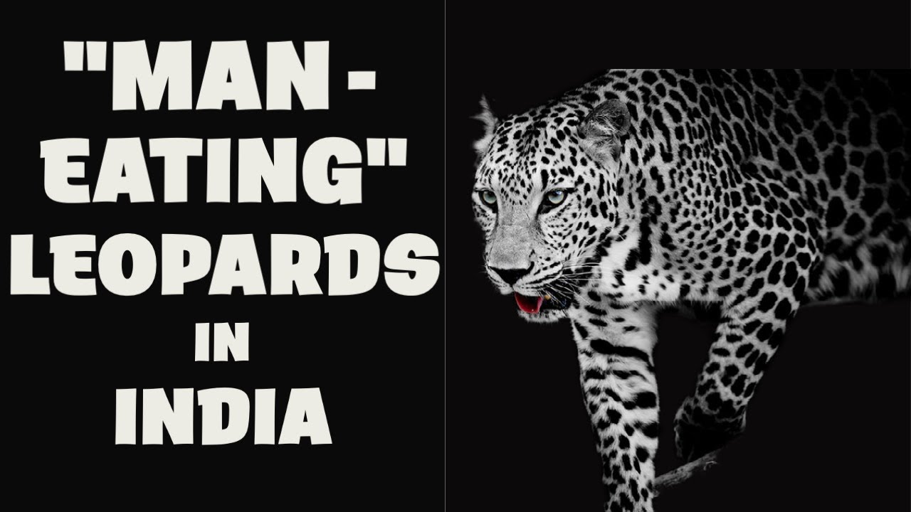 Man-eating Leopards in India