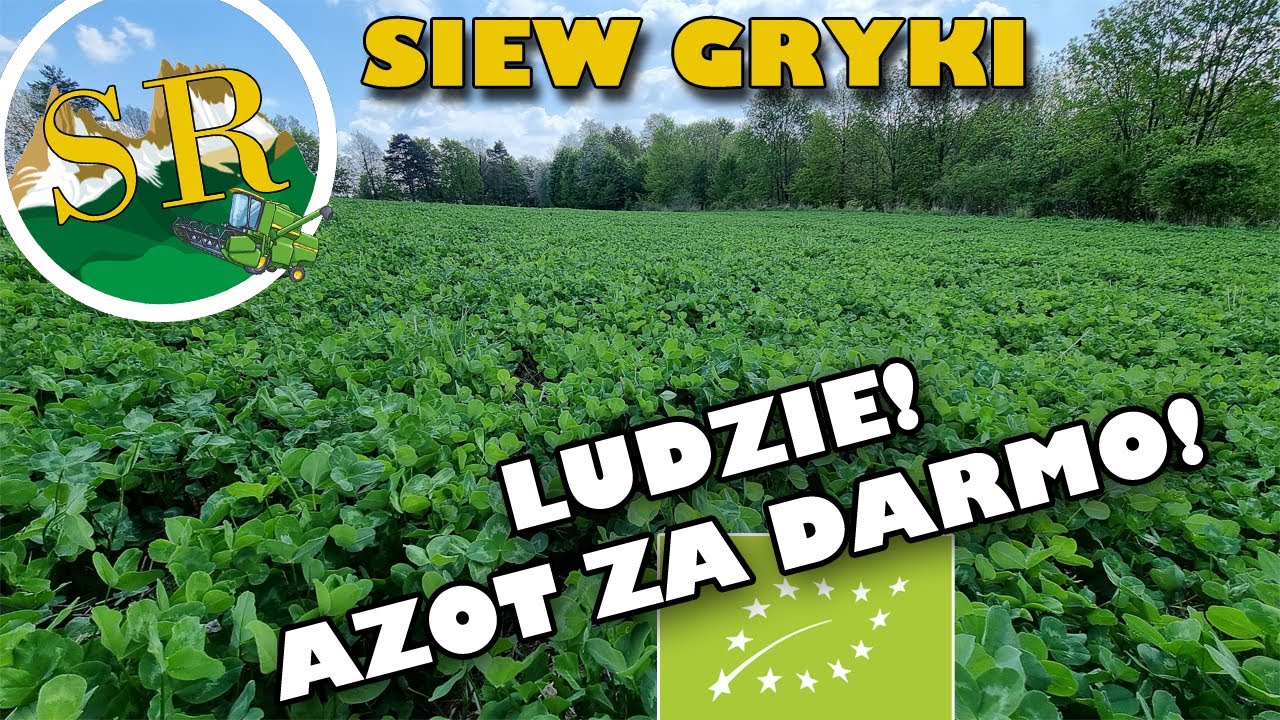 Nie wiedzieliśmy kiedy się wstrzelić w optymalny siew gryki |  Koniczyna petarda i upragniony deszcz