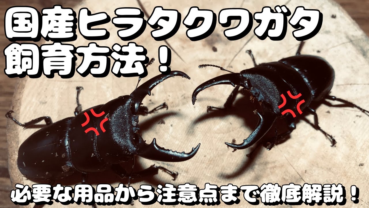 国産ヒラタクワガタの飼育方法 長生きさせるためのコツと必要なモノを徹底解説！