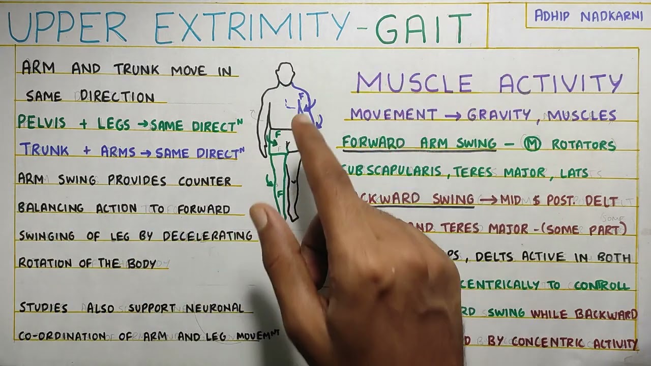 UPPER EXTRIMITY MOVEMENT IN GAIT  (Gait Biomechanics)Physiotherapy Tutorial