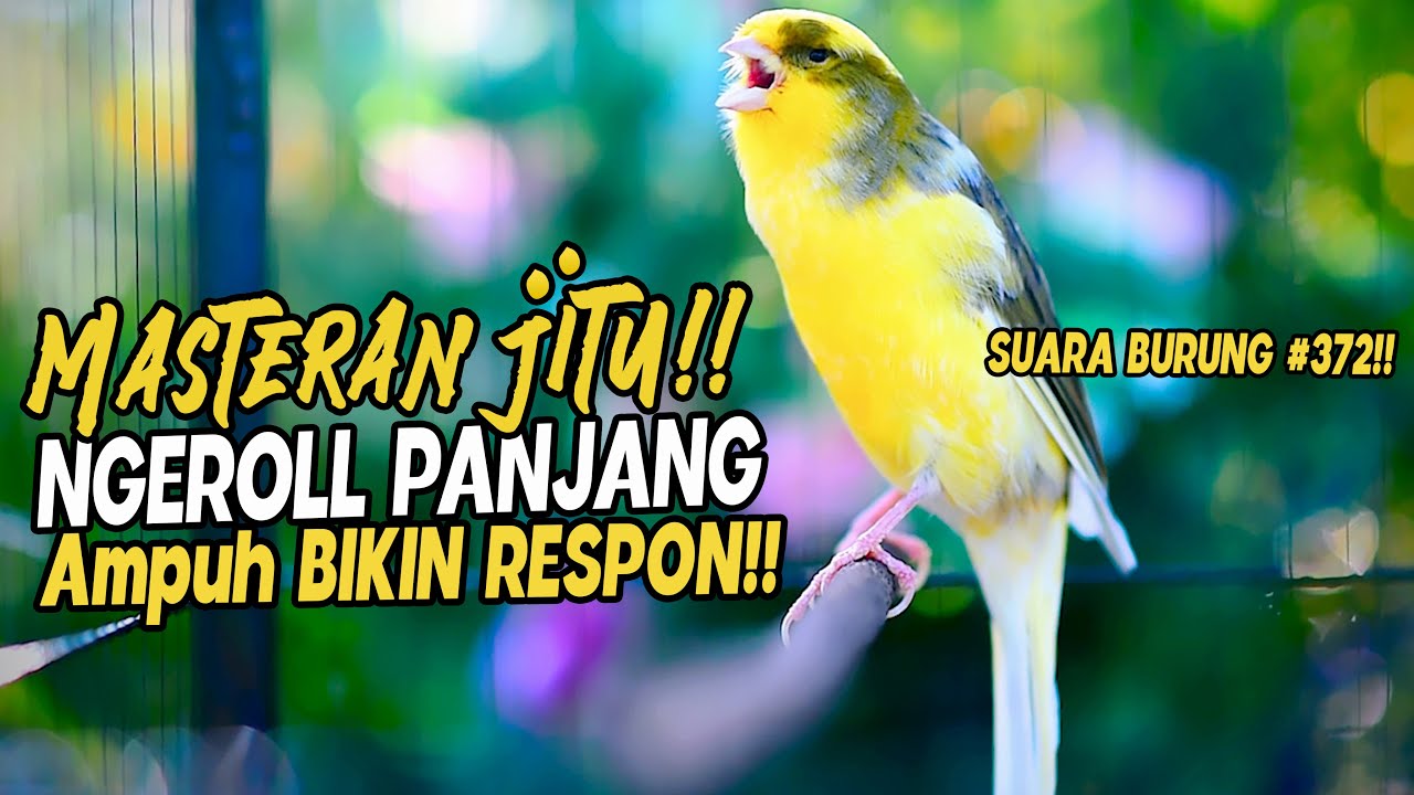 SUARA BURUNG |372| Kenari GACOR PANJANG INI Cocok untuk Masteran KENARI PAUD dan Kenari Macet BUNYI