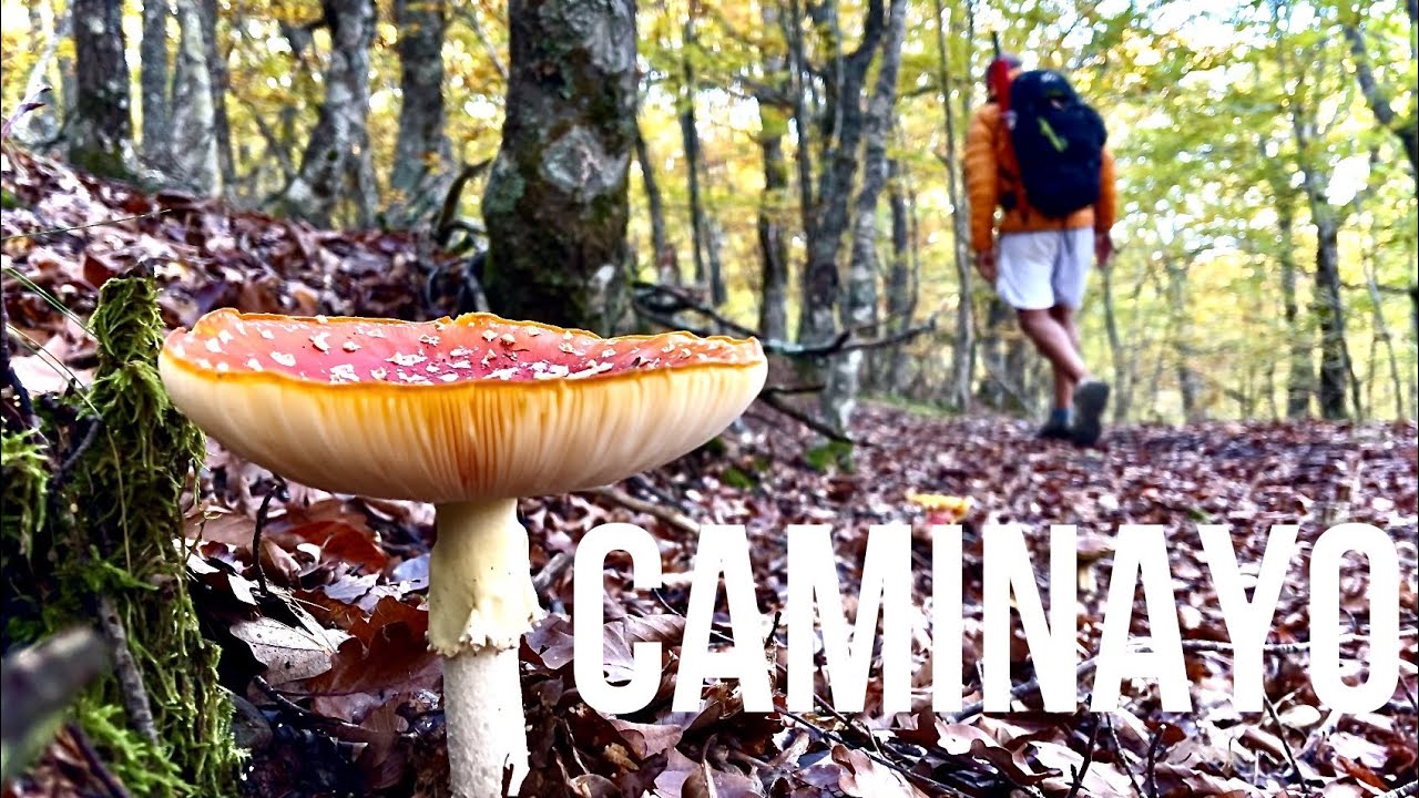 Camino 57 Olvidado Octubre 2024 Parte 19: De Guardo a Puente Almuhey