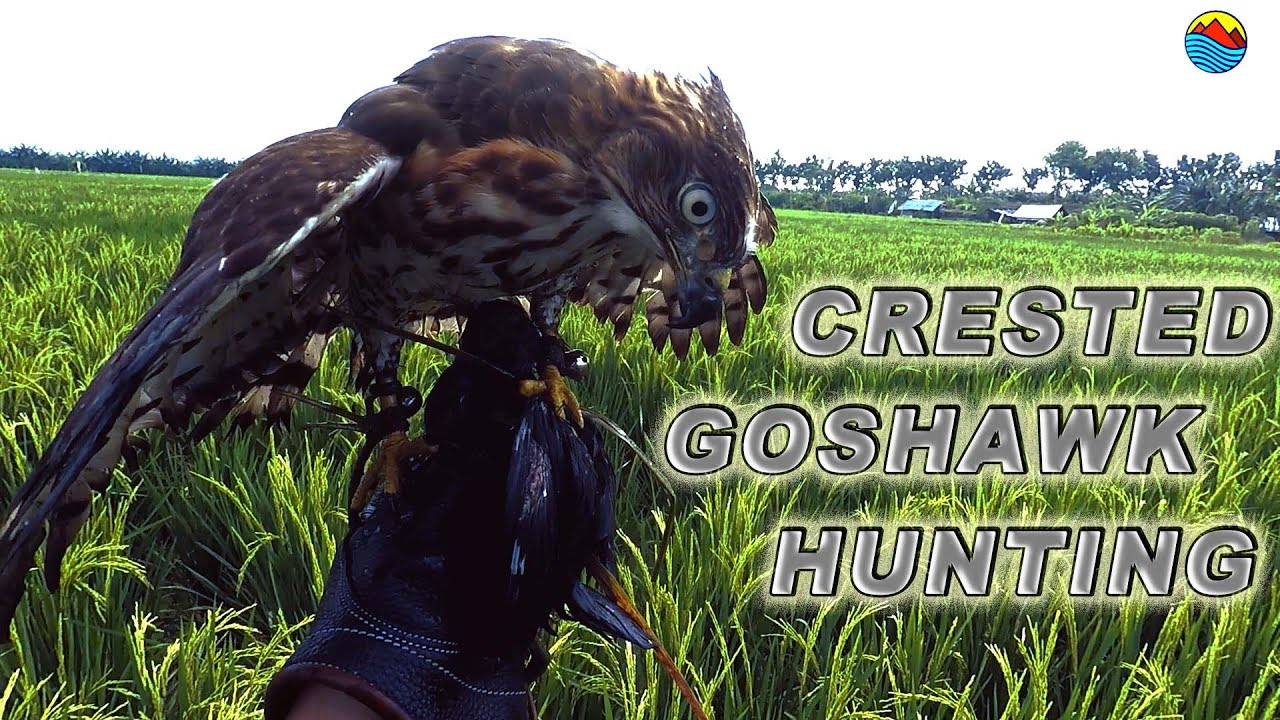 Crested Goshawk Hunting// Berburu dengan burung alap alap cg 001