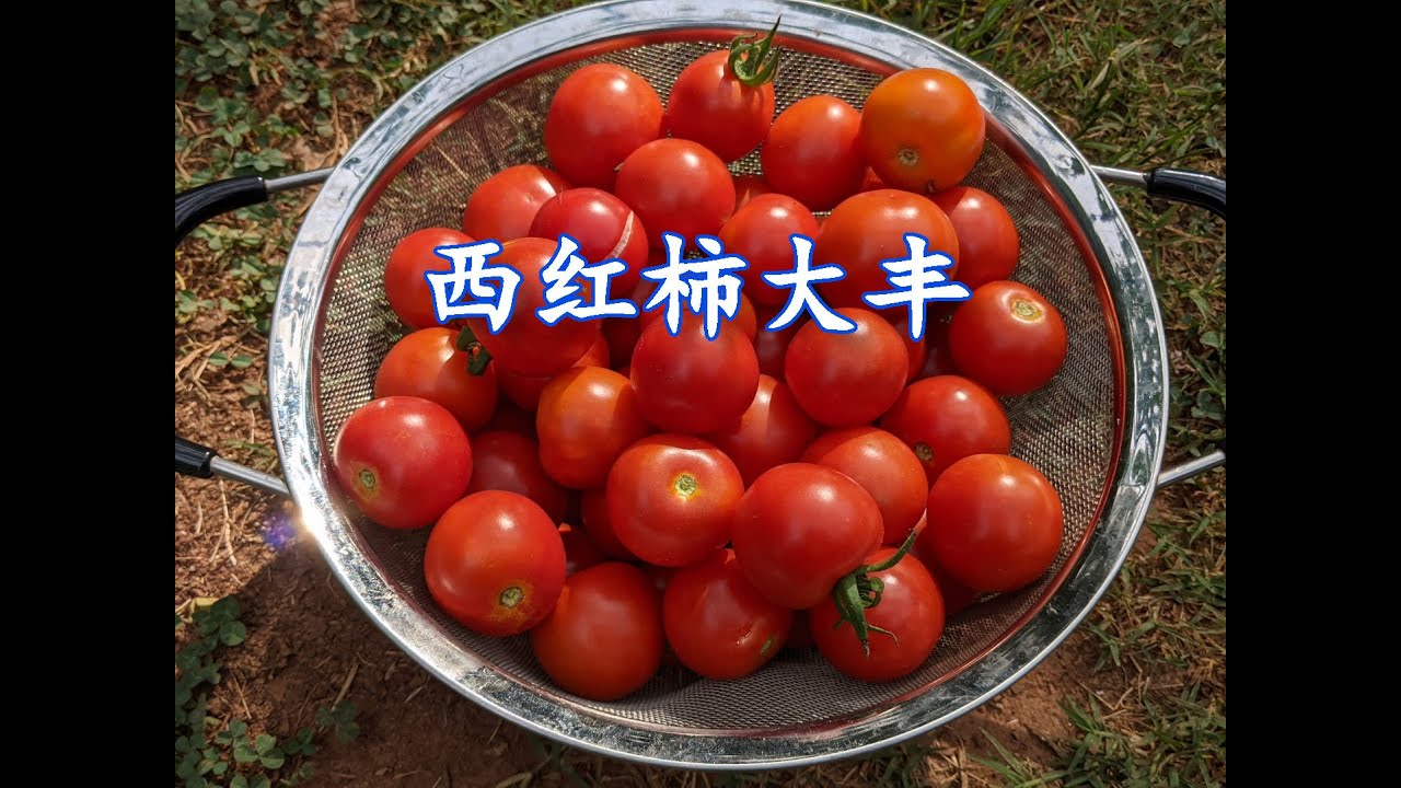 西红柿大丰收！（130）