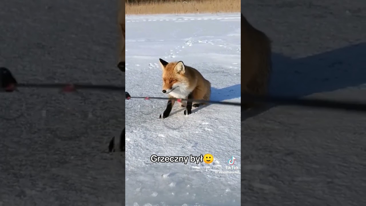 lis czeka na rybkę szok
