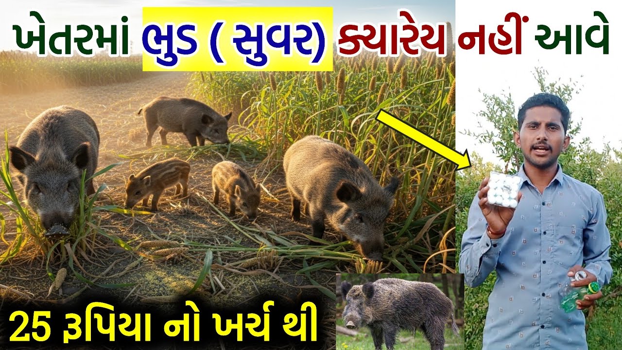 ભુંડ ભગાડવાનો દેશી ઉપાય - માત્ર 25 રૂપિયા નો ખર્ચ - Bhund Bhagadvano Desi Upay