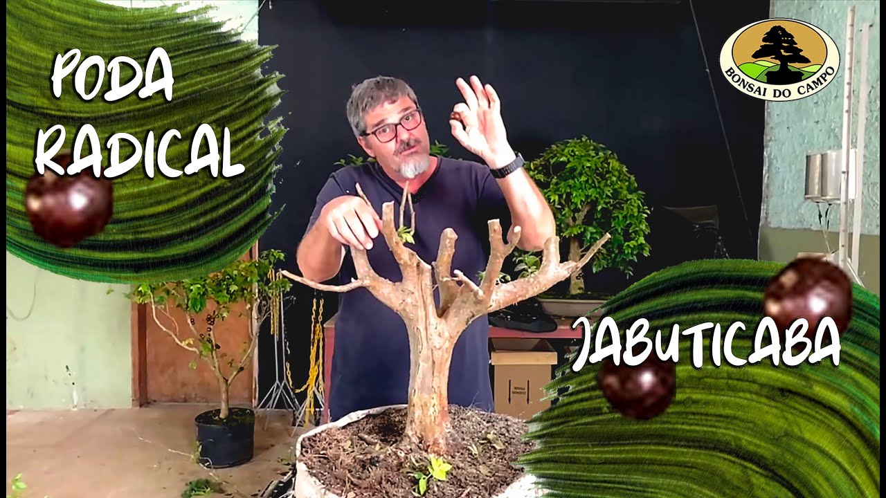 PODA RADICAL em JABUTICABA