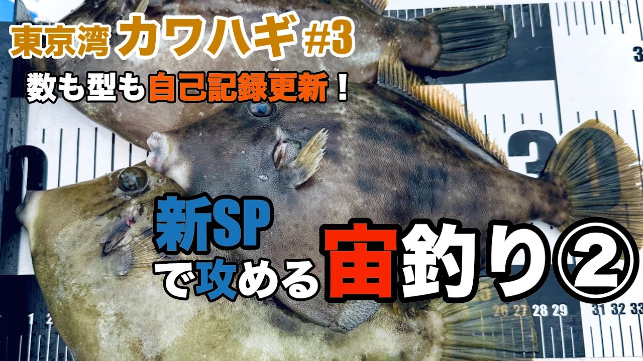 【東京湾カワハギ#3】34枚で最大28.5cm！|新SPで宙釣り②
