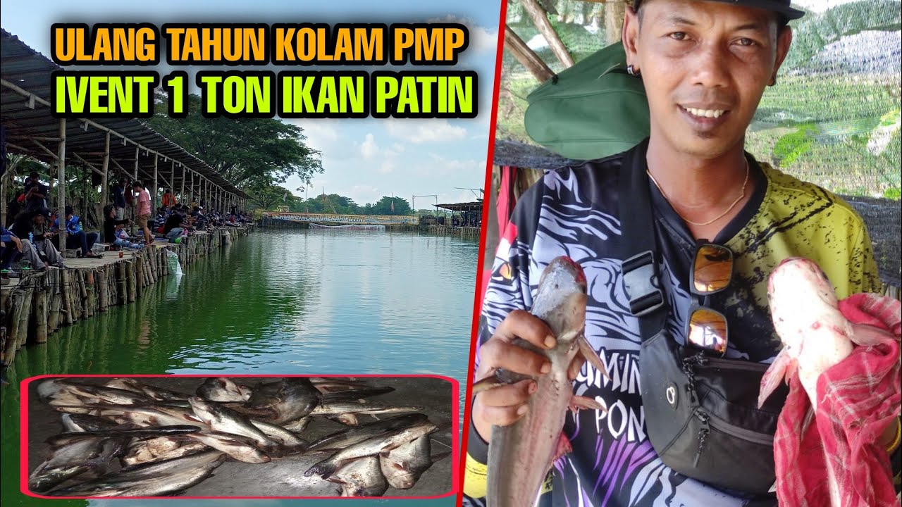 RAHASIA MANCING IKAN PATIN!!ACARA ANNIVERSARY KOLAM PEMANCINGAN MERAH PUTIH SUKOHARJO!!!