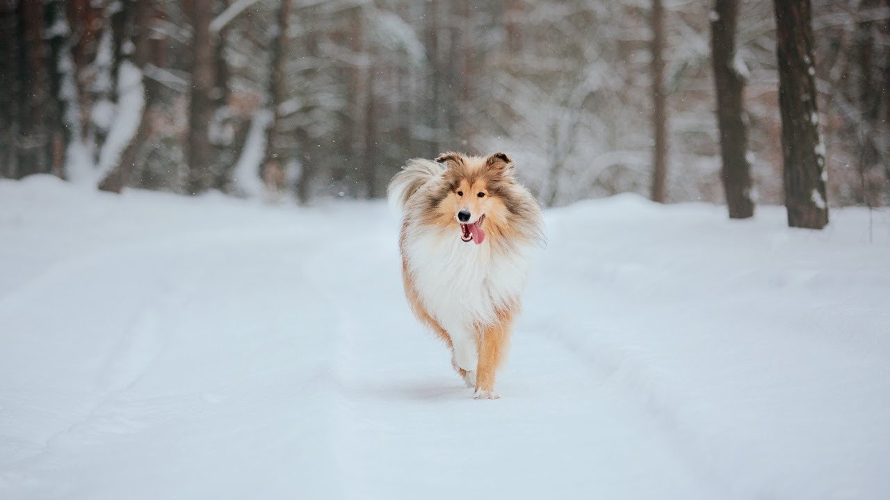 7 Winter Safety Tips for Pet Owners