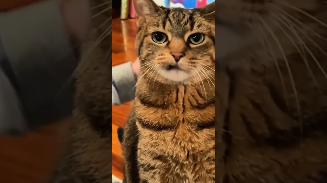 Hilarious Angry Cat Stares #cat #cats #funny #funnycats #reels