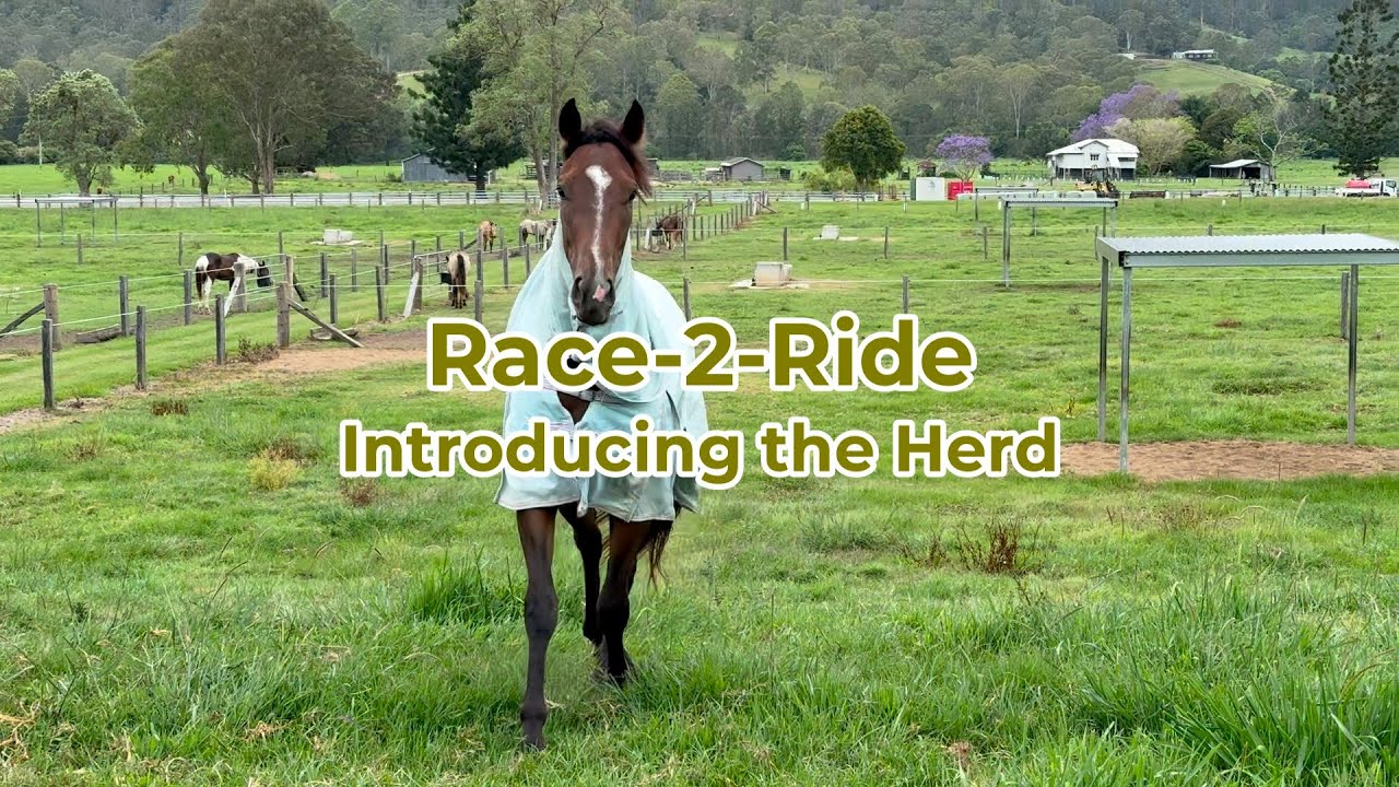 Introducing a new horse to the herd (0ff-the-track)