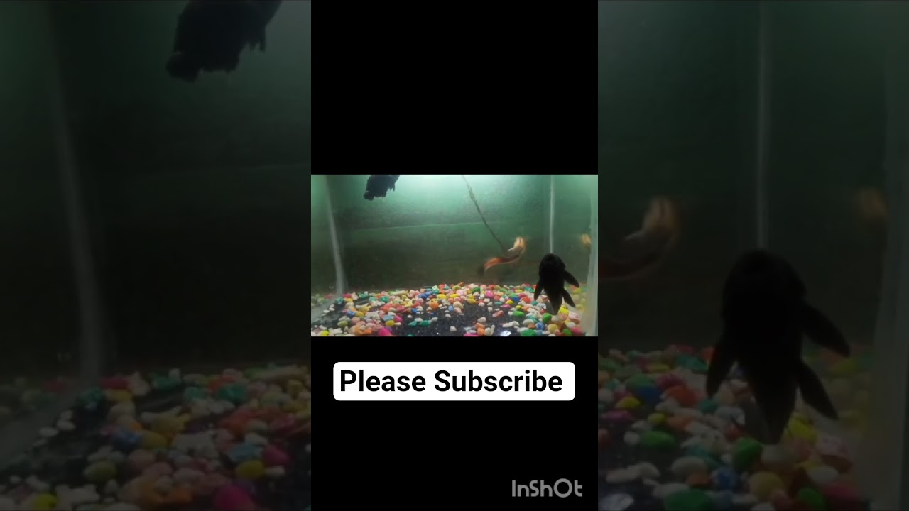 Marble Catfish Update 