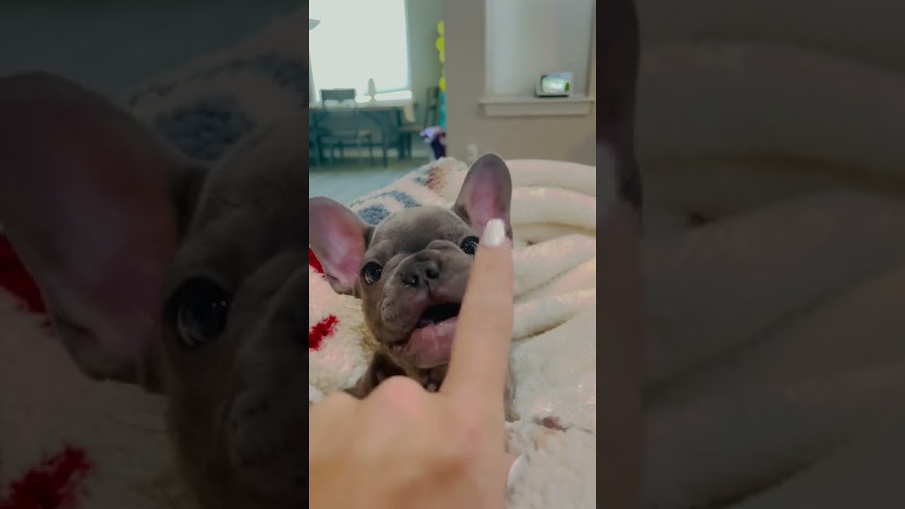 adorable frenchie puppy