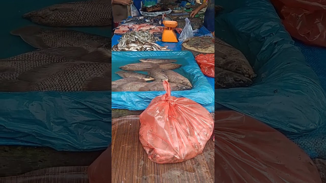 Ikan pantau sungai 40k 