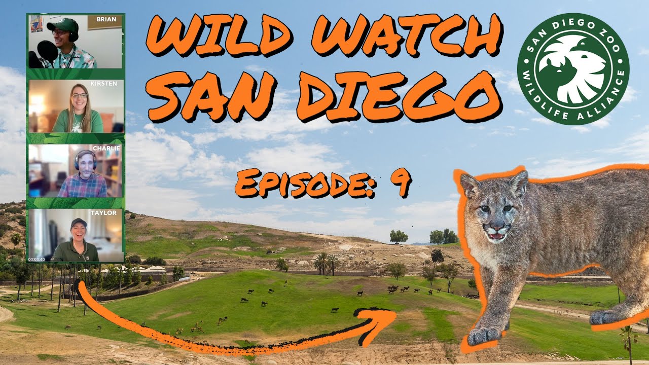 Wildwatch with Us: Ep. 9