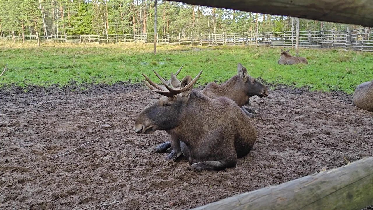 &Auml;ht&auml;ri Zoo