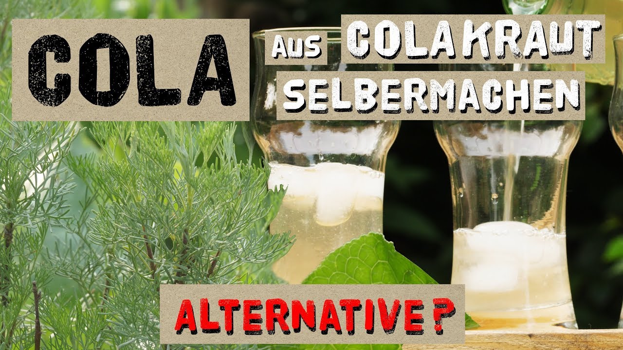 Cola aus Colakraut selber machen - Alternative zu Cola?