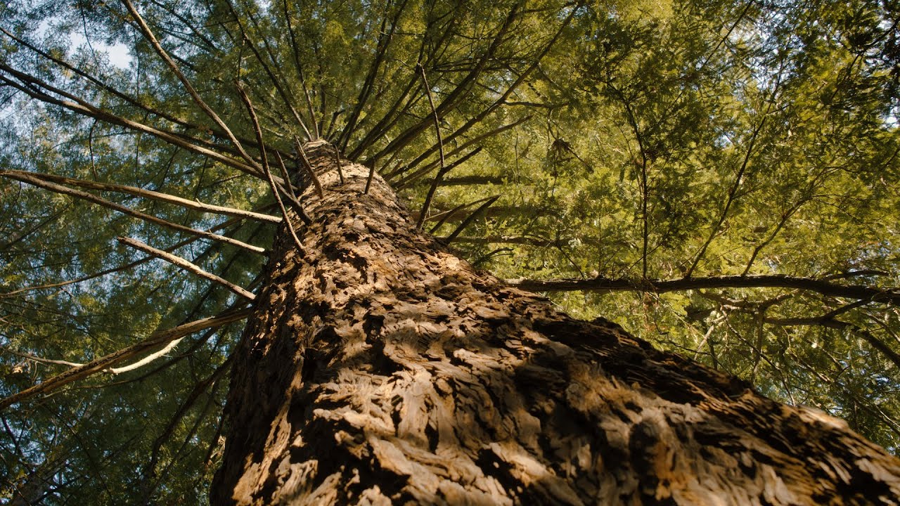 Redwood trees on UC Berkeley's campus