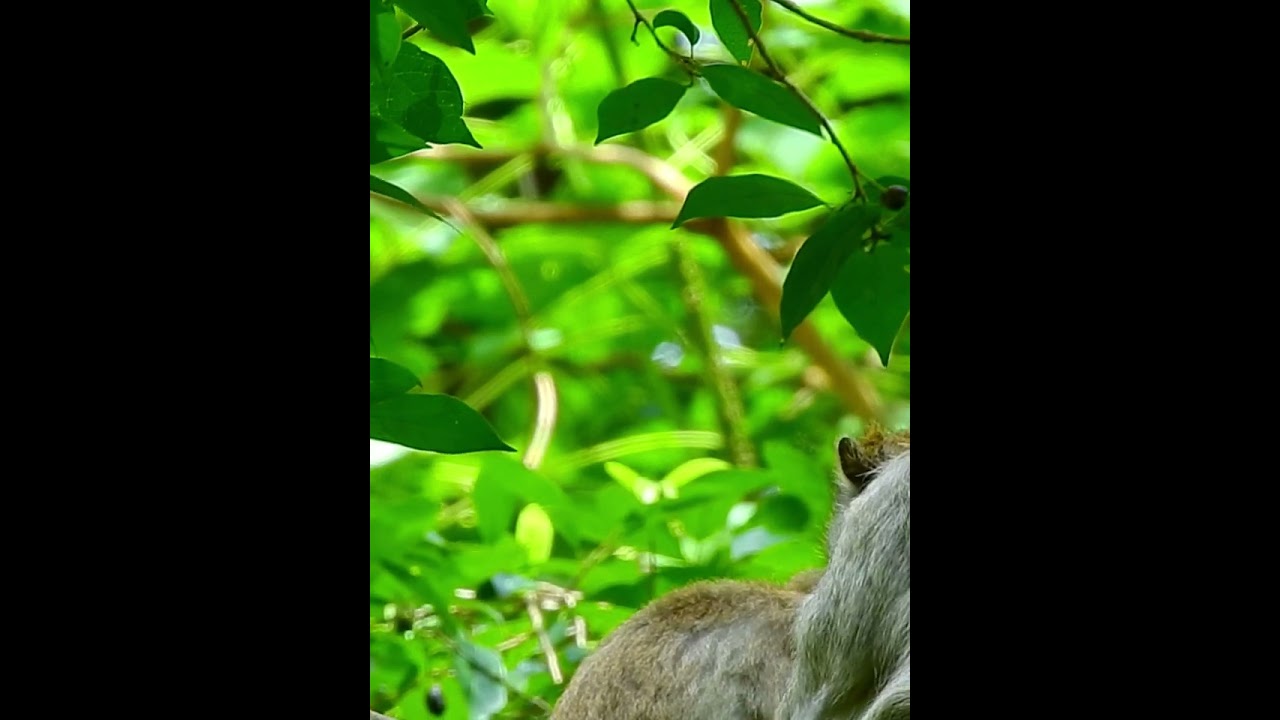 Pity Monkey's Wildlife 494