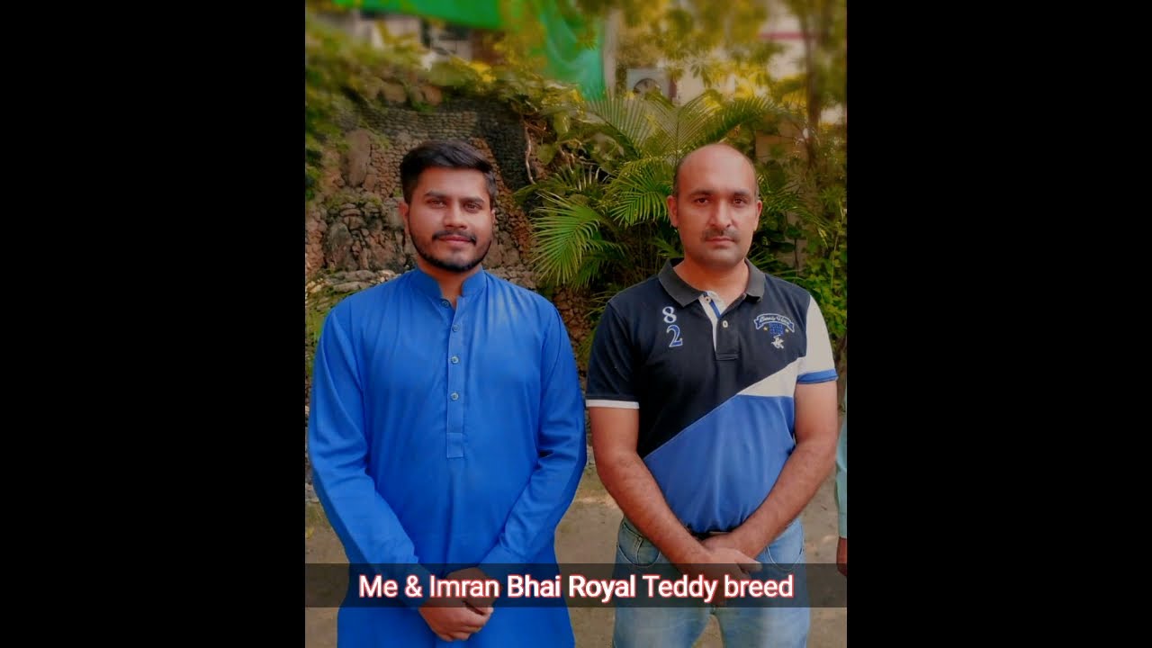 Royal Teddy Lakh Walay pair ka shouk kare by Imran Alam