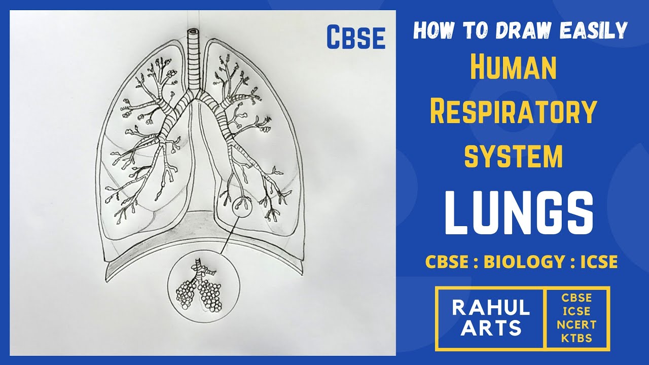 How to Draw a Human Lungs | Human Respiratory System | CBSE : NCERT : ICSE