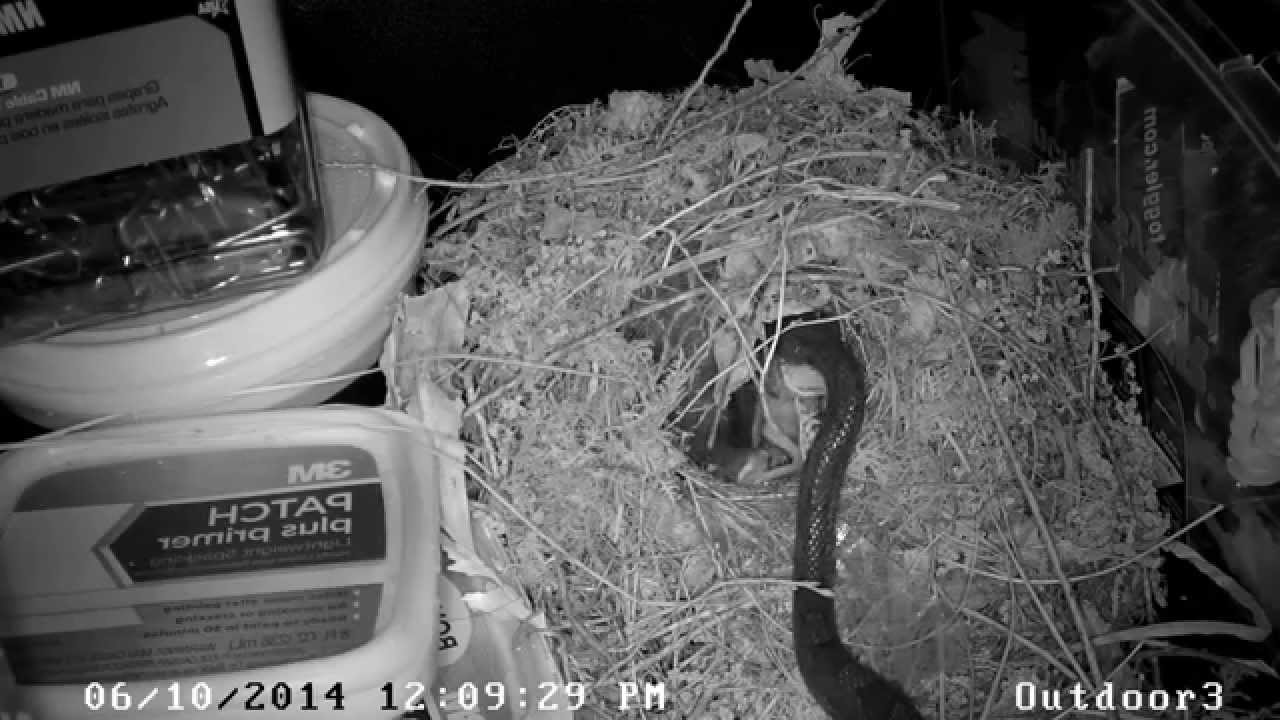 Snake intruding on a bird nest