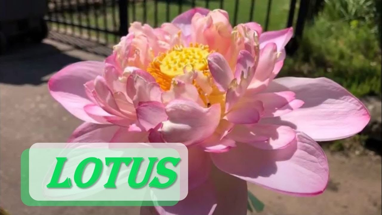 Growing Lotus in containers, 8-6-2020
