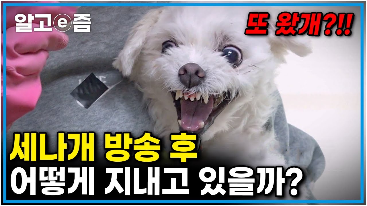 방송 이후 어떻게 지내는지 궁금했던 세나개 강아지들의 근황! 다시 만난 반가운 얼굴들🐶 │세상에 나쁜 개는 없다│알고e즘