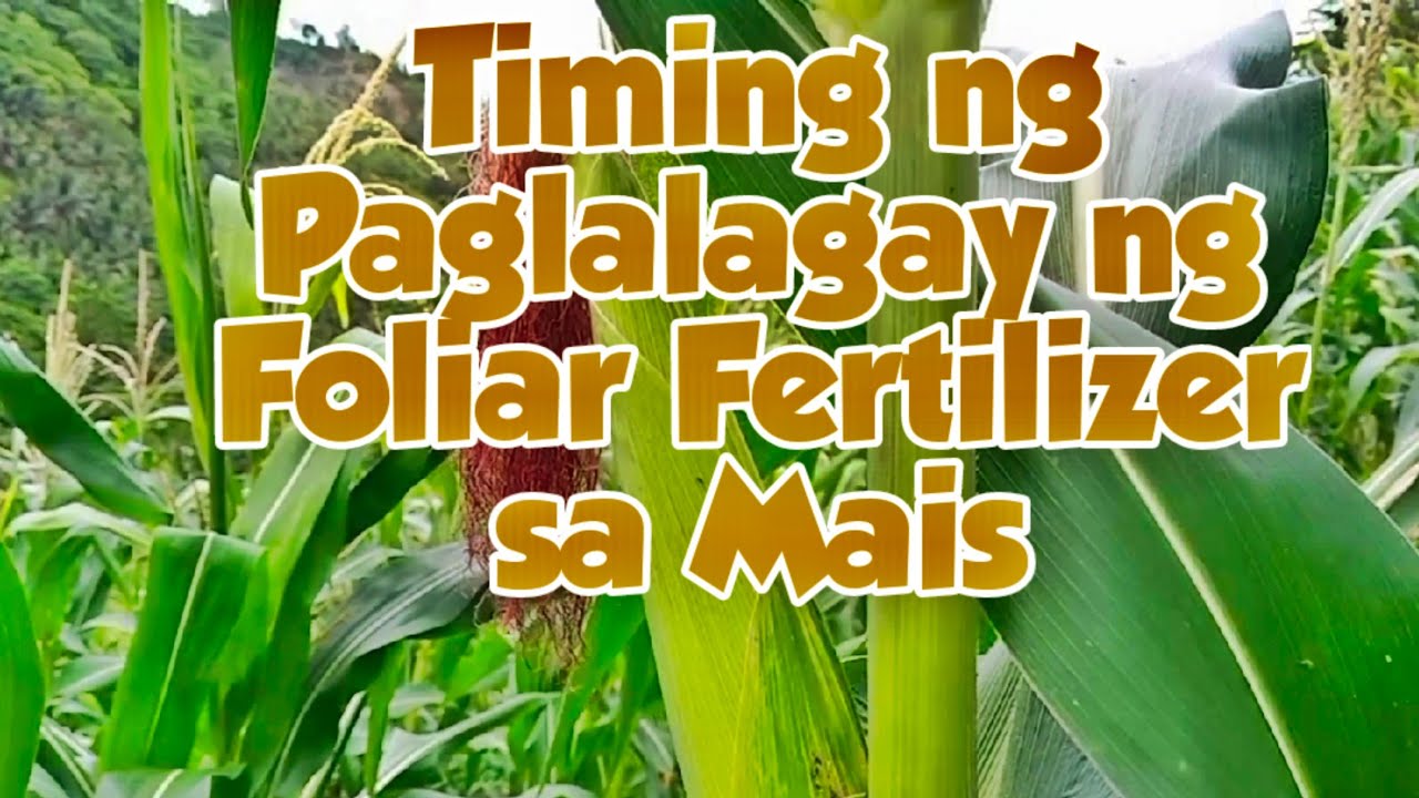 Epektibong paglalagay ng foliar fertilizer sa Mais