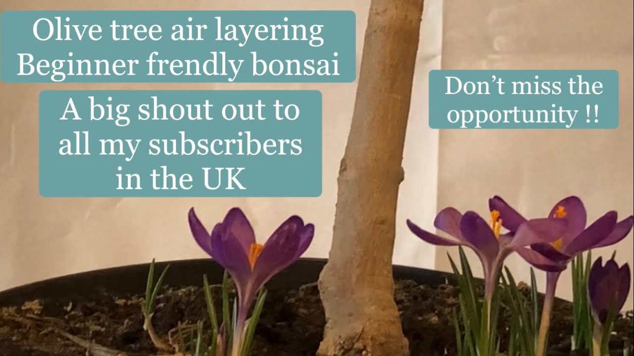 Olive tree air layering for bonsai &trunk chop @Bonsaicrazy #bonsai #bonsaitree #bonsaiaustralia