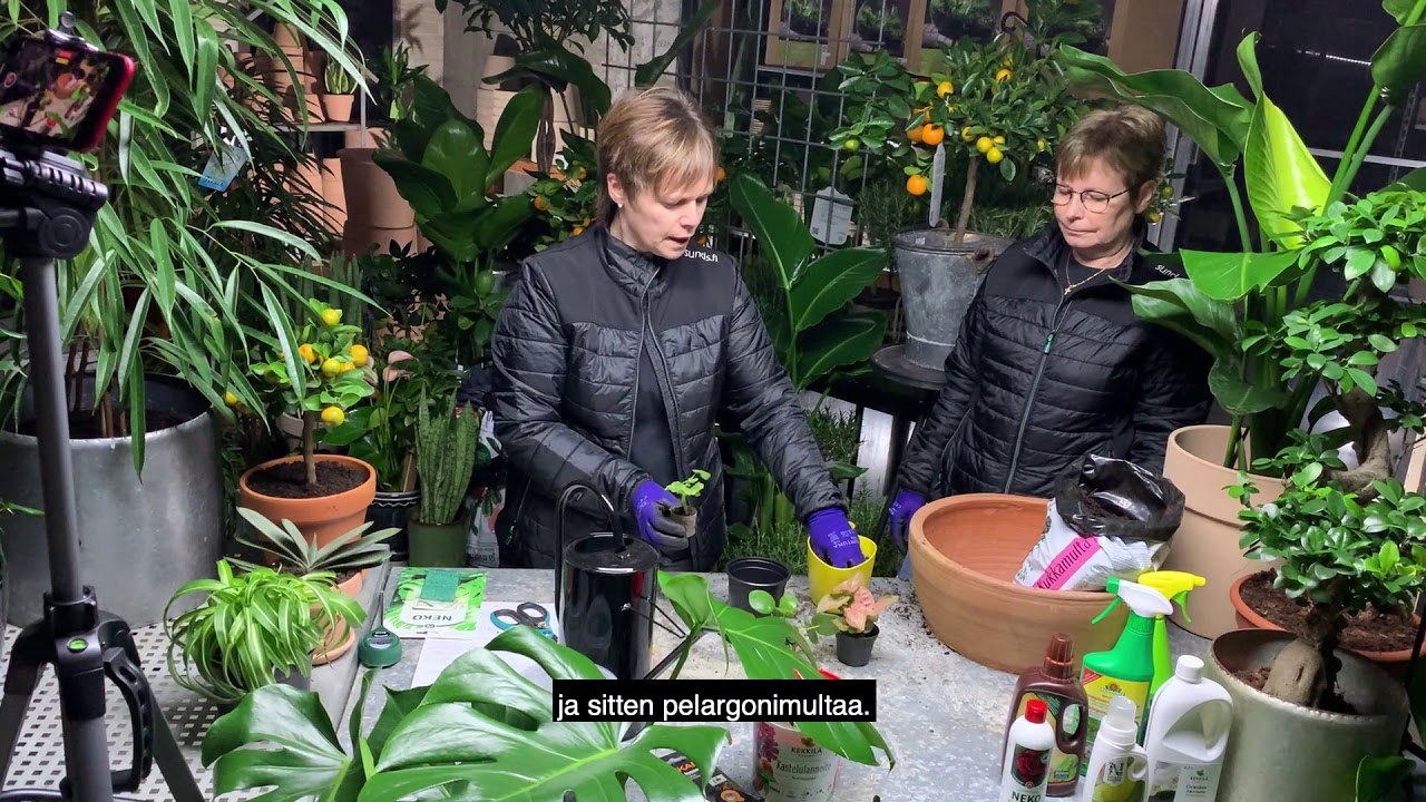 Sundin Puutarhakoulu OSA 6: Pistokkaiden istutus