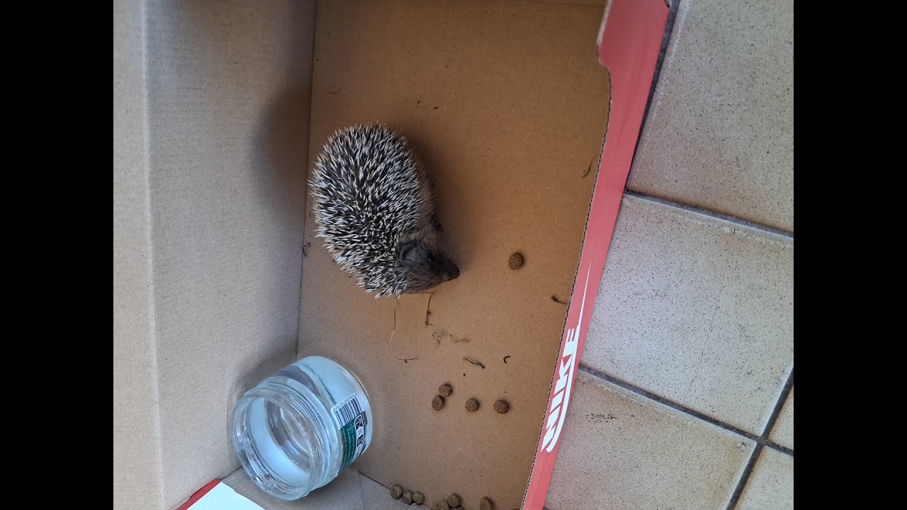 Sauvetage pour un petit orphelin de l'été💕💕💕💕
