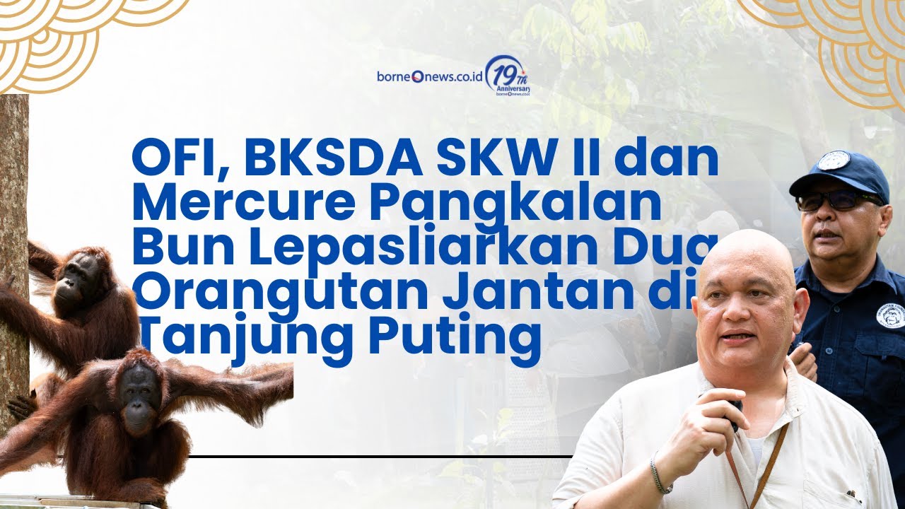 OFI, BKSDA SKW II dan Mercure Pangkalan Bun Lepasliarkan Dua Orangutan Jantan di Tanjung Puting
